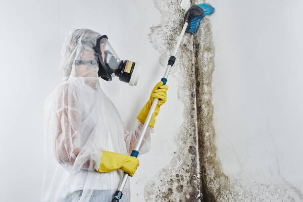 Best Mold Testing  in Big Stone Gap, VA