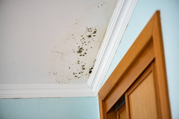 Best Crawl Space Mold Removal  in Big Stone Gap, VA