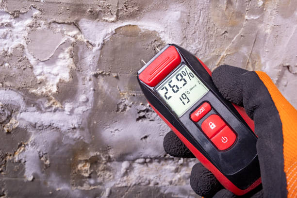Best Same-Day Mold Removal  in Big Stone Gap, VA