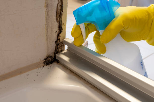 Best Mold Damage Repair  in Big Stone Gap, VA