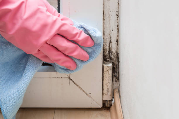 Best Professional Mold Removal  in Big Stone Gap, VA